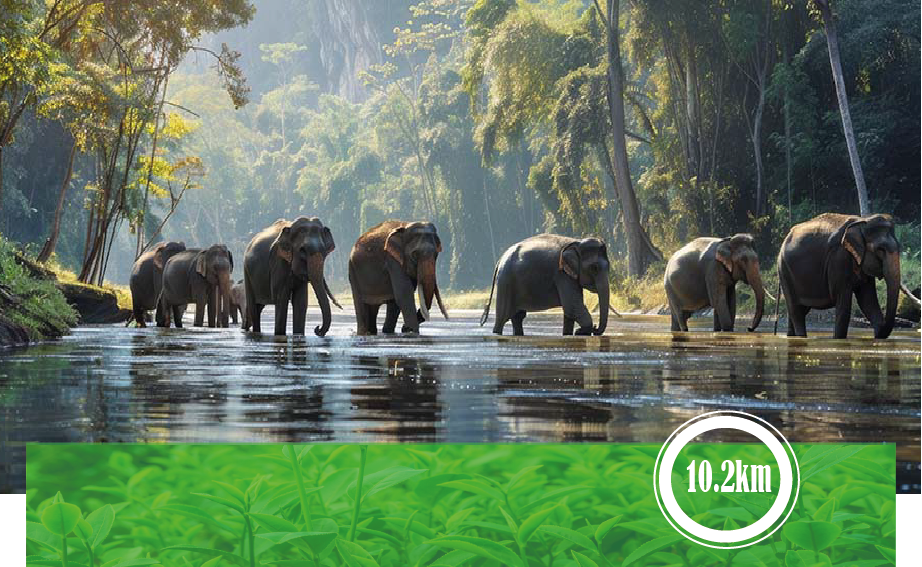 Pinnawala Elephant Orphanage